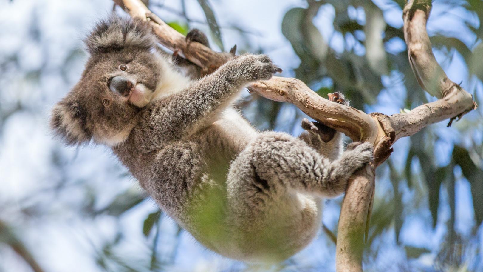 Ekonomi Australia dinilai Dalam Keadaan Stabil!