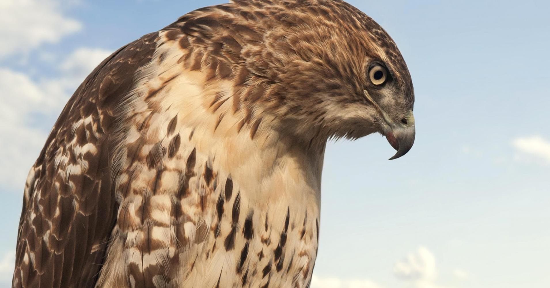 Masih Tak Faham Dengan Istilah ‘Hawkish’ dan ‘Dovish’? Moshed.com Sediakan Perincian Istilah Ini Untuk Anda!