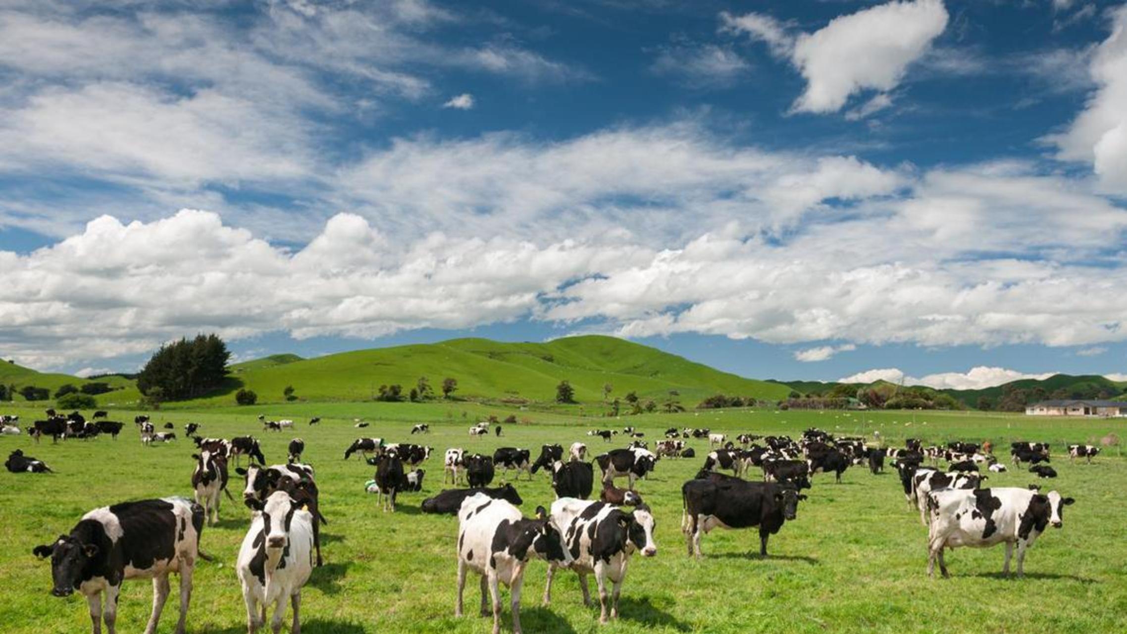 Data New Zealand Naik, Sentimen Positif Bagi Nzd Dalam Masa Terdekat