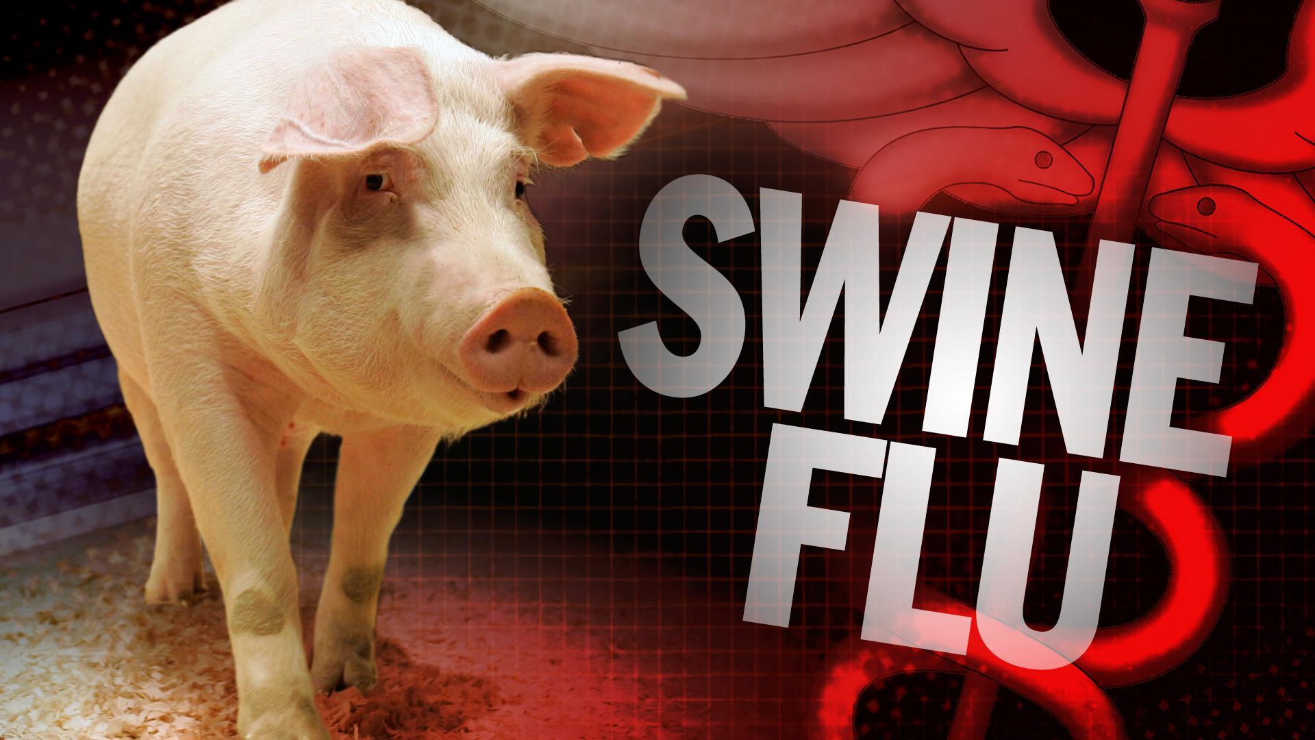 Wabak Selesema Babi Di China Bakal Jadi Pandemik?