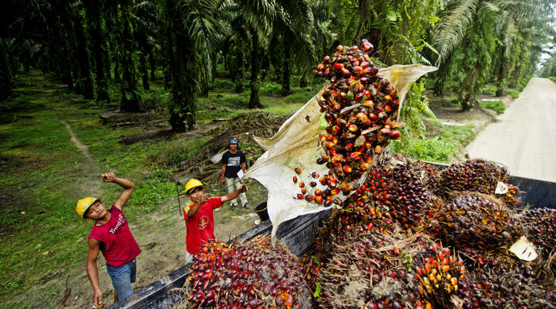 Harga Minyak Sawit Kekal Tinggi Jika Tiada Perubahan Kadar Eksport