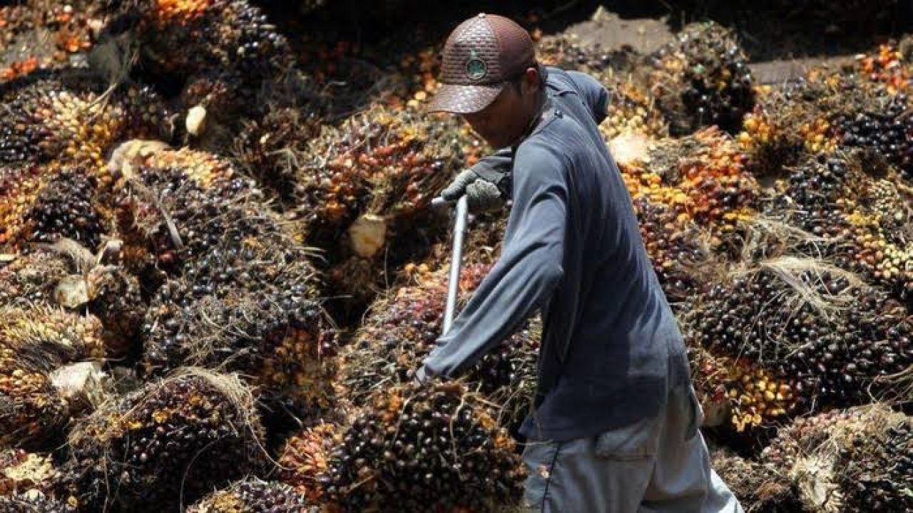 Ferrero Hentikan Import Minyak Sawit Sime Darby Atas Tuduhan Buruh Paksa