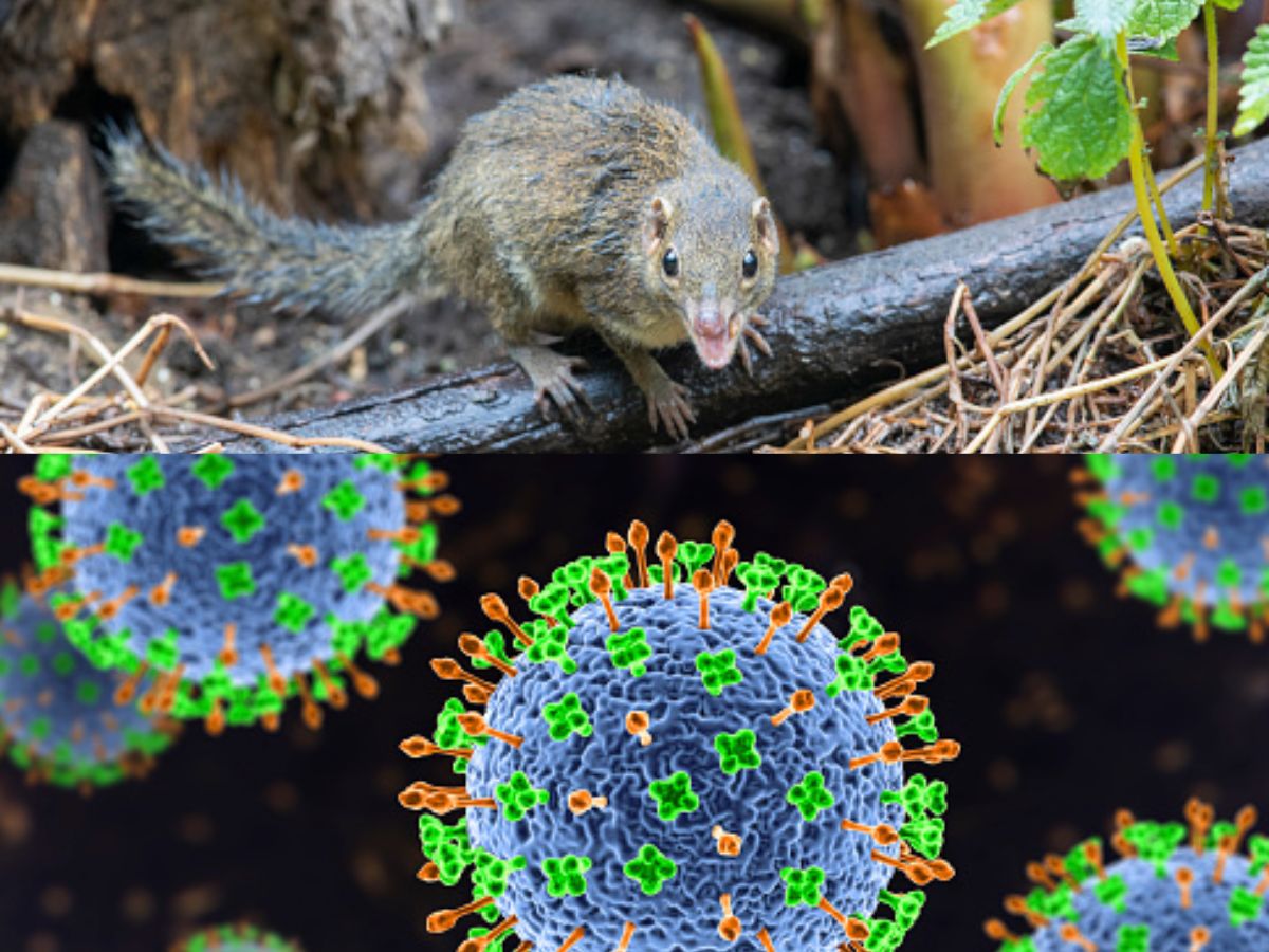 Virus China Datang Lagi, 35 Orang Kena Serang Virus Langya!