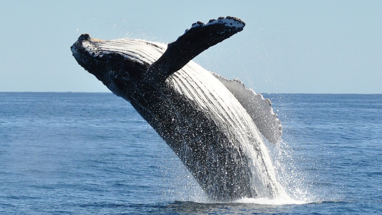 Terbangun Dari Tidur, Whale Jual 10,000 Kripto Ini!