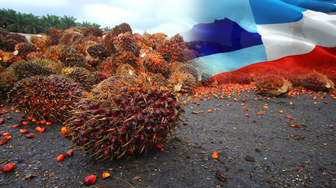 Sabah ‘Top Producer’ Minyak Sawit Di Malaysia, Hasilkan 4.5 Juta Tan Pada 2023!