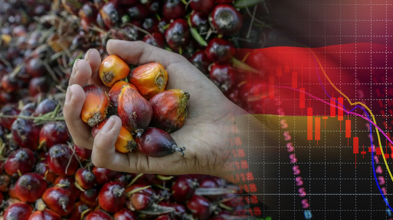 Bekalan Minyak Sawit Malaysia Merosot, Harga Capai Paras Tertinggi 2 Tahun!