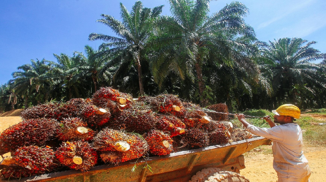 Fitch Unjurkan Harga Minyak Sawit Malaysia RM3,578 Setan Pada 2025