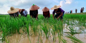 “RM1,500 Tak Cukup!” – Harga Padi Tak Berbaloi, Pesawah Tuntut Insentif RM300 Lagi