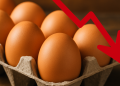 Harga Telur Di Amerika Lebih Murah, Turun 18%
