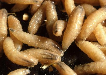Kes Parasit Pemakan Manusia ‘Screwworm’ Dikesan Di Amerika!