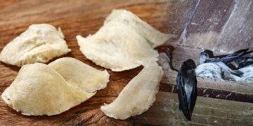 Malaysia & China Tandatangani Protokol Baharu Eksport Sarang Burung