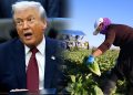 Trump Umum Pakej Bernilai $12 Bilion Bantu Petani Terjejas Tarif!