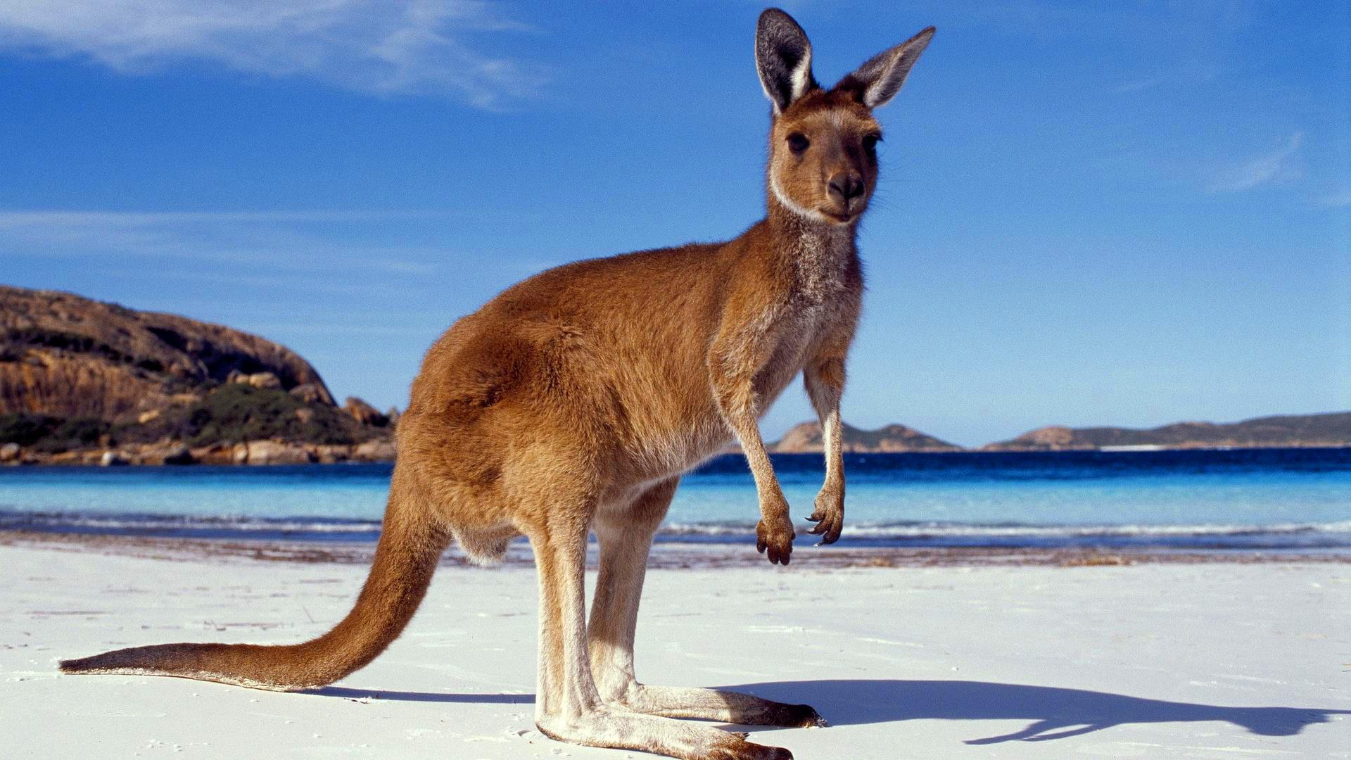 Forex kiwi aussie