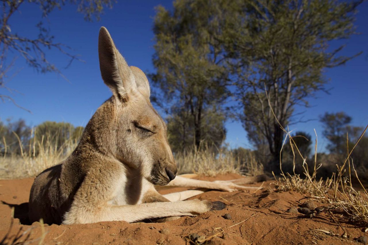 Aussie Menjunam Sesi Asia Hari Ini Susulan Data Inflasi Australia Dikeluarkan