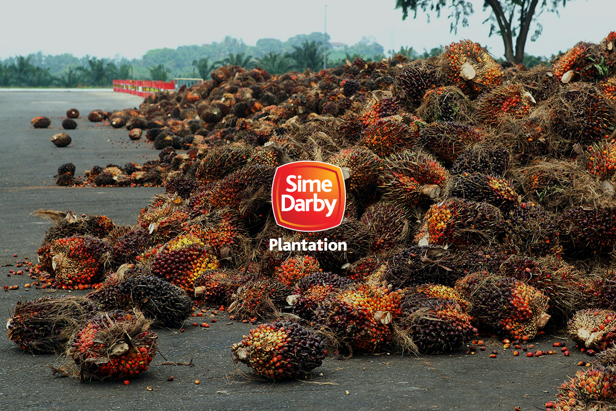 Sime Darby Bangkit Semula!