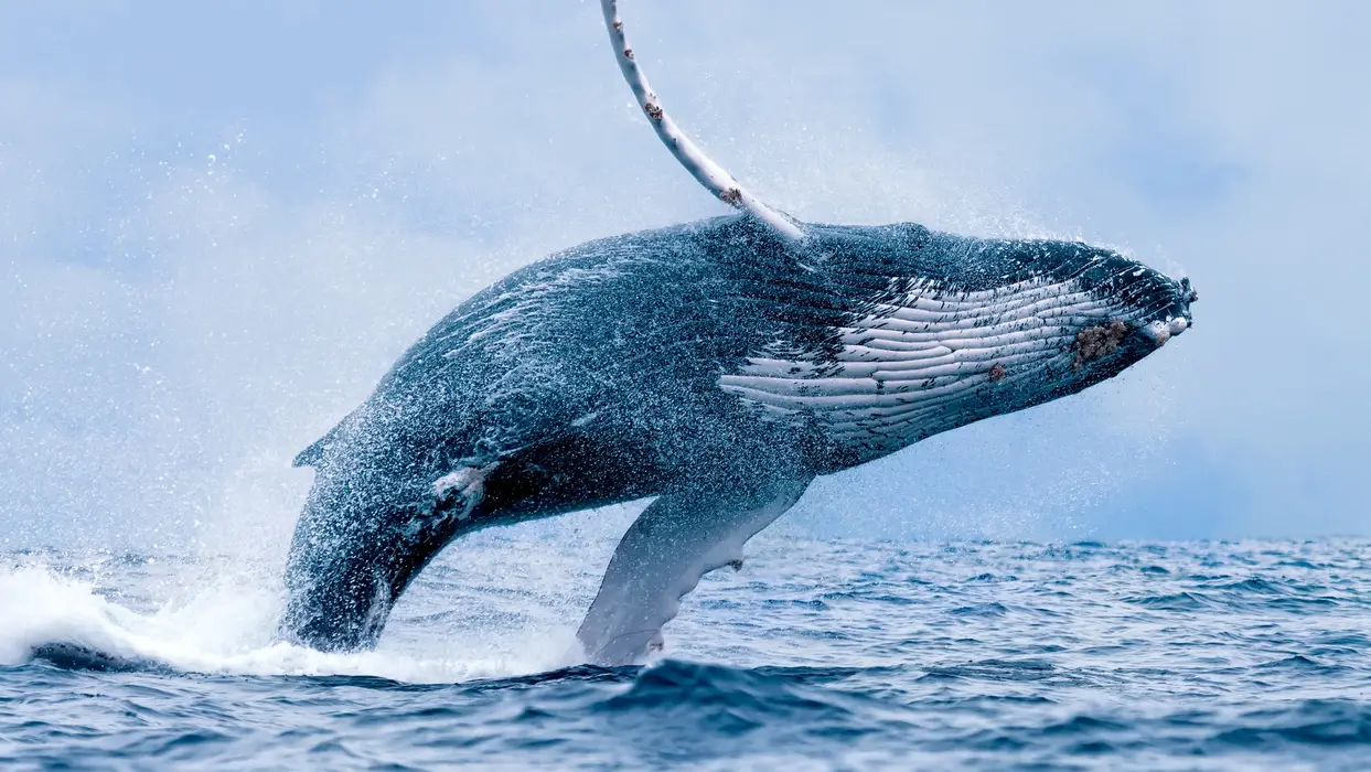 Oh, Inilah Rupanya Antara 10 Whales Kripto Terbesar Di Pasaran!