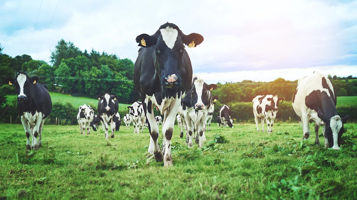 Pergh! Petani Ireland Tukar Tahi Lembu Jadi BTC!