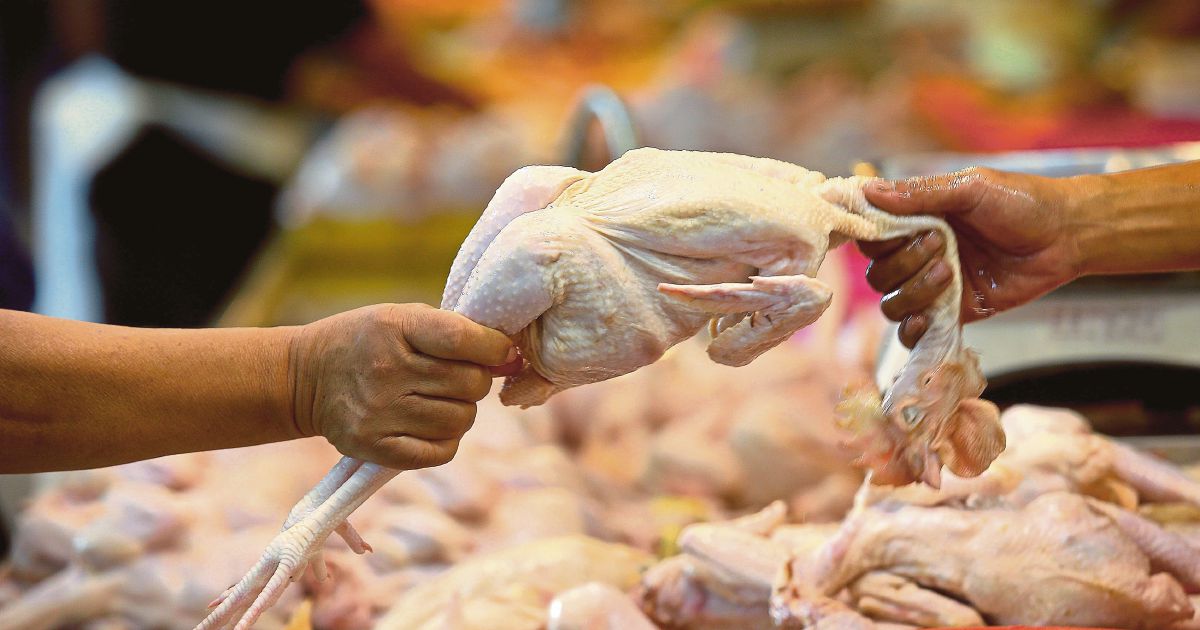 Harga Ayam Mentah Mahal, Naik Sampai RM11 Sekilo!