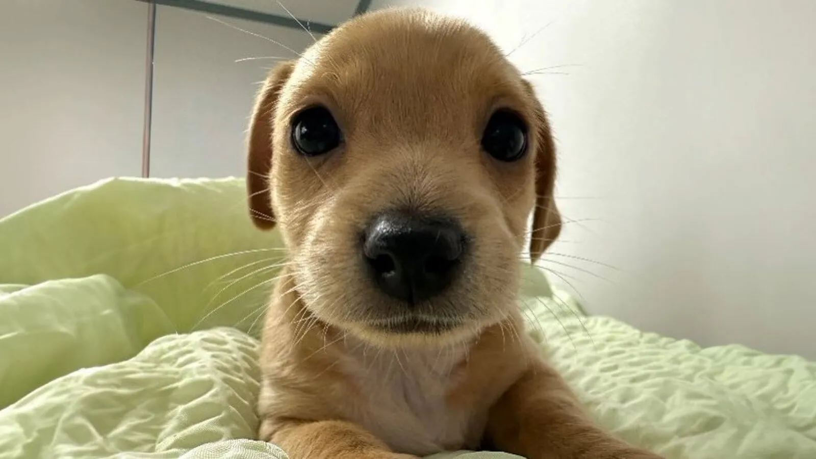 Market Cap Lepasi $100 Juta, Memecoin Solana BILLY ‘Menyala’!