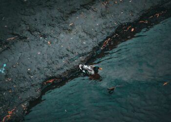 Insiden MT Terra Nova Karam, Tumpahan Minyak Cemar Perairan Filipina