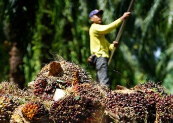 Malaysia Sekat Tanam Kelapa Sawit Untuk Selamatkan Hutan!