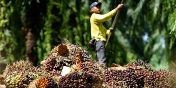 Malaysia Sekat Tanam Kelapa Sawit Untuk Selamatkan Hutan!