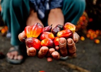 Harga Minyak Sawit Melambung RM4,500, Kos Makanan Naik?