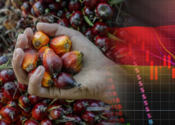 Bekalan Minyak Sawit Malaysia Merosot, Harga Capai Paras Tertinggi 2 Tahun!