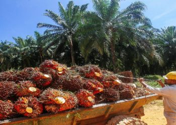 Fitch Unjurkan Harga Minyak Sawit Malaysia RM3,578 Setan Pada 2025