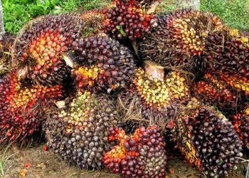 Musim Banjir Tidak Menjejaskan Pengeluaran Minyak Sawit