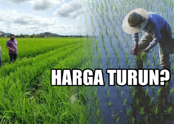 Kenapa Harga Padi Perlu Turun, Sedangkan Kos Melambung Tinggi? – PeSAWAH