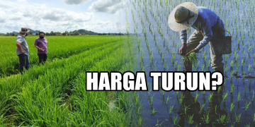 Kenapa Harga Padi Perlu Turun, Sedangkan Kos Melambung Tinggi? – PeSAWAH