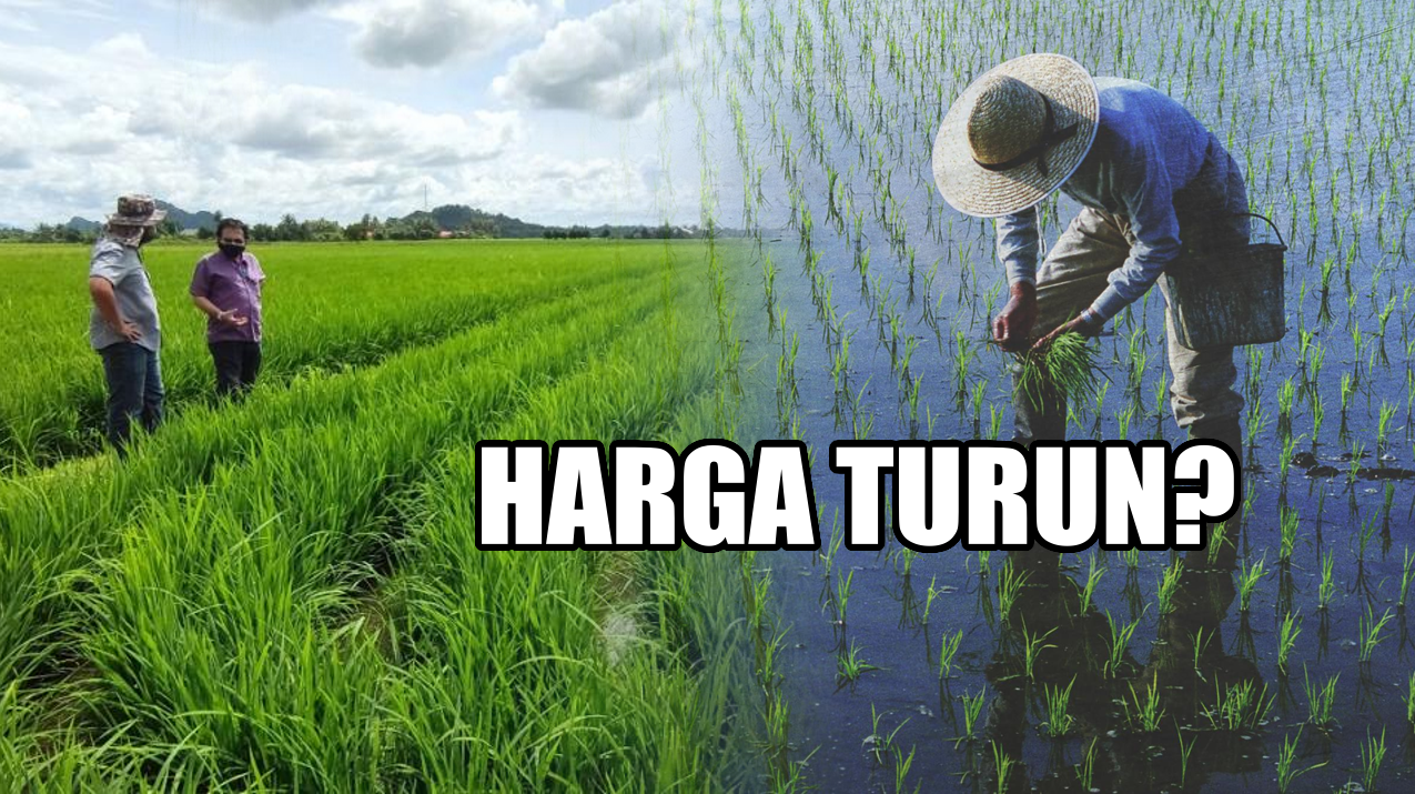 Kenapa Harga Padi Perlu Turun, Sedangkan Kos Melambung Tinggi? – PeSAWAH