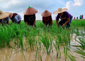 “RM1,500 Tak Cukup!” –  Harga Padi Tak Berbaloi, Pesawah Tuntut Insentif RM300 Lagi