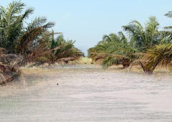 Banjir Jejas Pengeluaran Minyak Sawit Malaysia