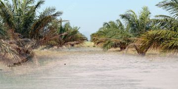 Banjir Jejas Pengeluaran Minyak Sawit Malaysia