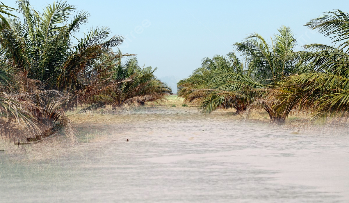 Banjir Jejas Pengeluaran Minyak Sawit Malaysia