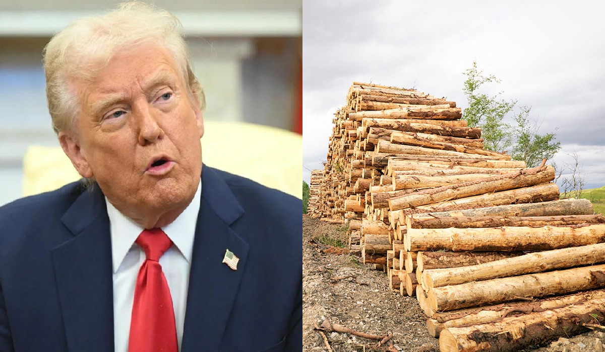 Kayu Balak Pula Jadi Sasaran Tarif Oleh Trump?