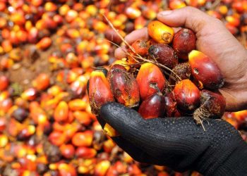 Unjuran Harga Minyak Sawit Menurun Susulan Peningkatan Bekalan Global