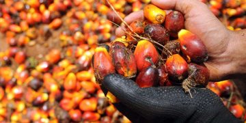 Unjuran Harga Minyak Sawit Menurun Susulan Peningkatan Bekalan Global