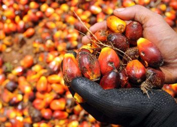 Eksport Minyak Sawit Dijangka Pulih Pada H2 2025 – MPOB