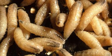 Kes Parasit Pemakan Manusia ‘Screwworm’ Dikesan Di Amerika!