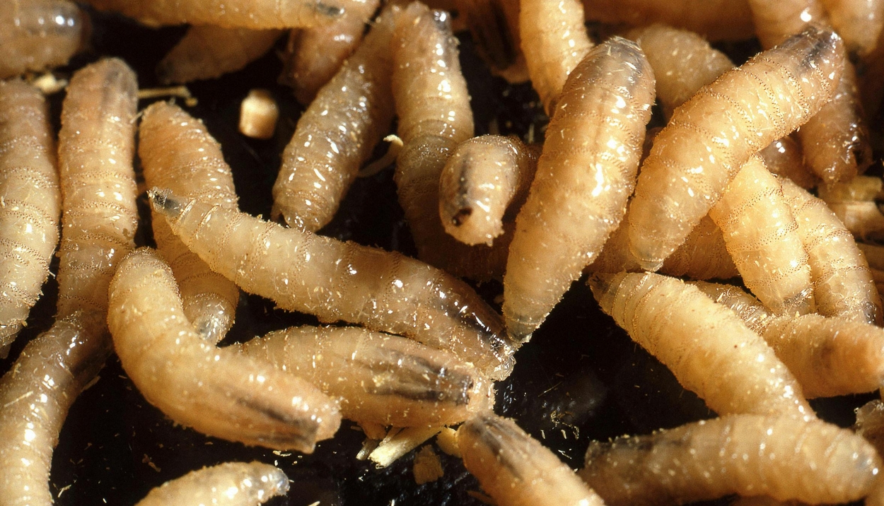 Kes Parasit Pemakan Manusia ‘Screwworm’ Dikesan Di Amerika!