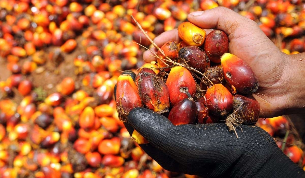 Harga Minyak Sawit Dijangka Kekal RM4,200-RM4,500 Per Tan