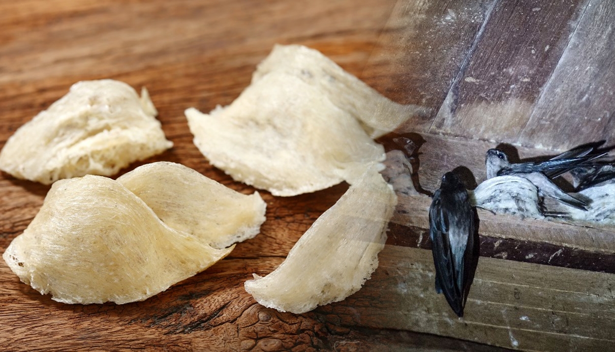 Malaysia & China Tandatangani Protokol Baharu Eksport Sarang Burung