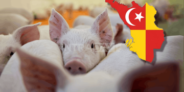 Isu Ternakan Babi Di Selangor – Siapa Untung, Siapa Tergadai?