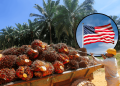 FGV Kembali Dibenarkan Eksport Minyak Sawit Malaysia ke Amerika Syarikat!