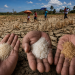 Perang Iran, El Niño Ancam Makanan Malaysia