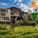 India Cuba Elak Krisis Bahan Api, Manfaatkan Baja Lembu